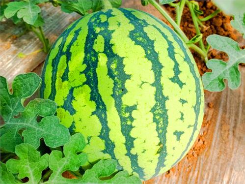 sx166吃瓜网,热门话题背后的真相与笑料